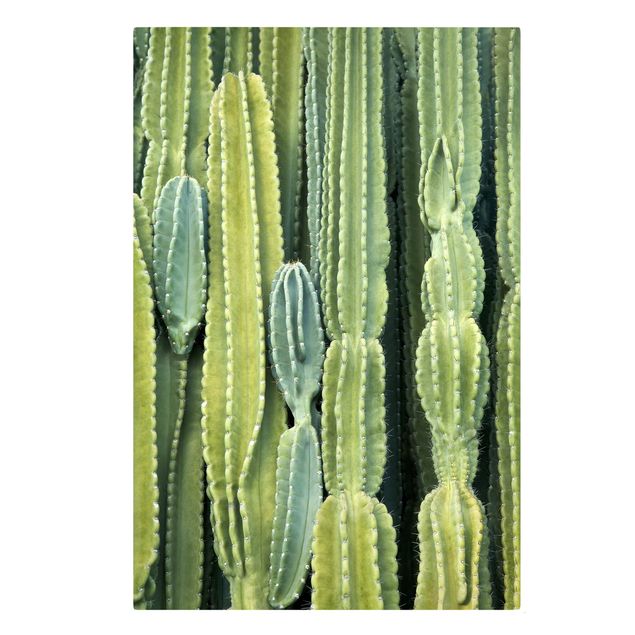 Wandbilder Grün Kaktus Wand