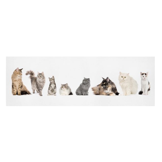 Tierbilder Leinwand Katzenbande