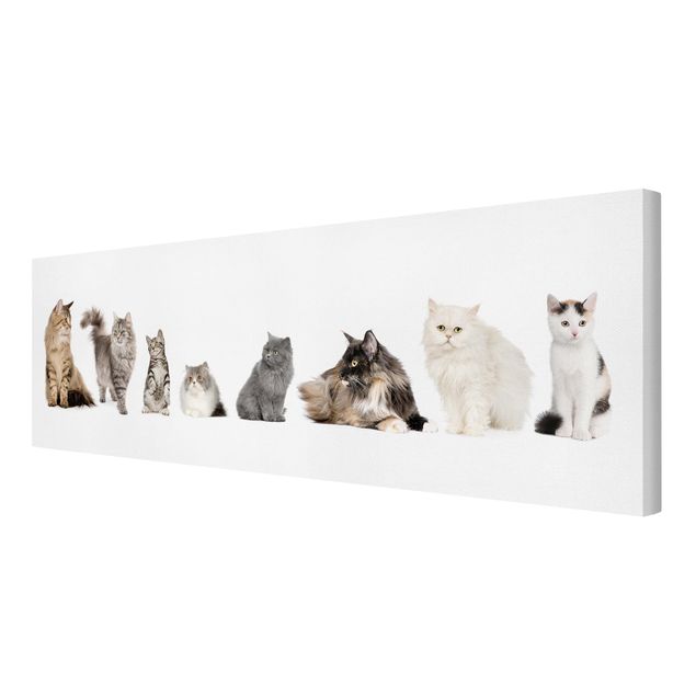 Wandbilder Modern Katzenbande