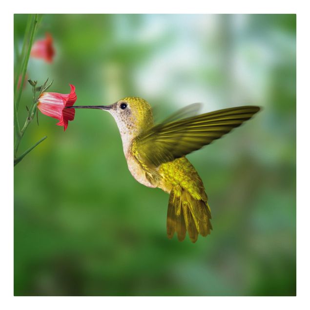 Wandbilder Blumen Kolibri und Blüte