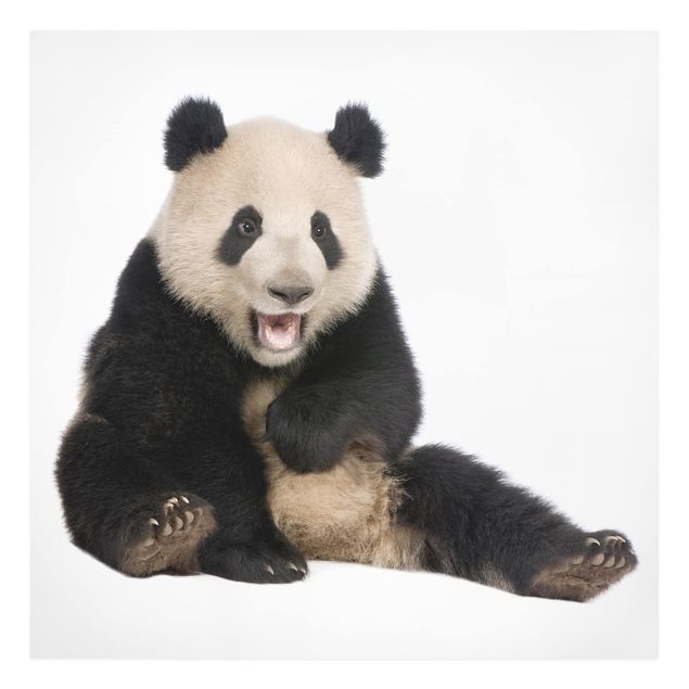 Wandbilder Tiere Lachender Panda