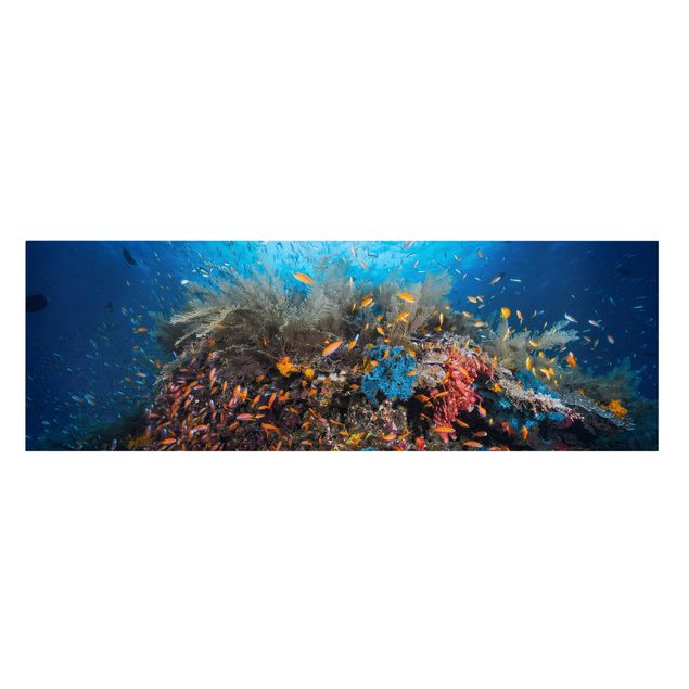 Wandbilder Tiere Lagune mit Fischen