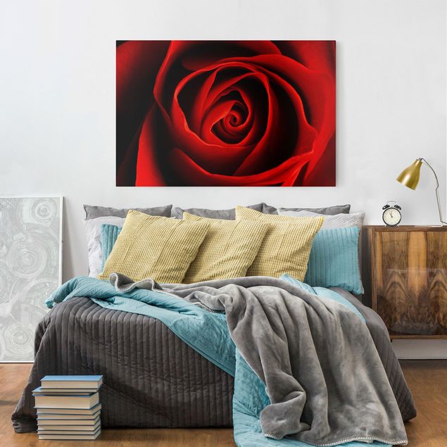 Blumenbilder auf Leinwand Liebliche Rose