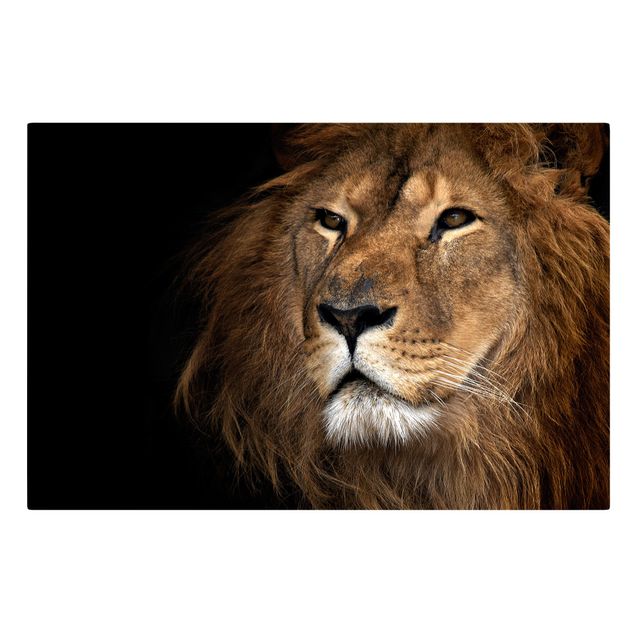 Tierbilder Leinwand Löwenblick