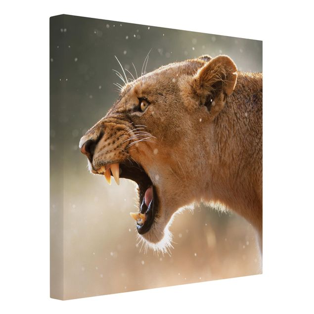 Wandbilder Löwen Löwin auf der Jagd