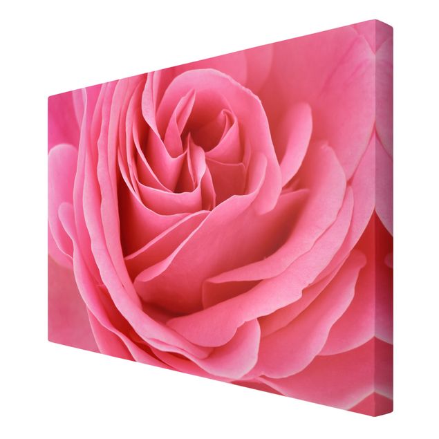 Wandbilder Lustful Pink Rose