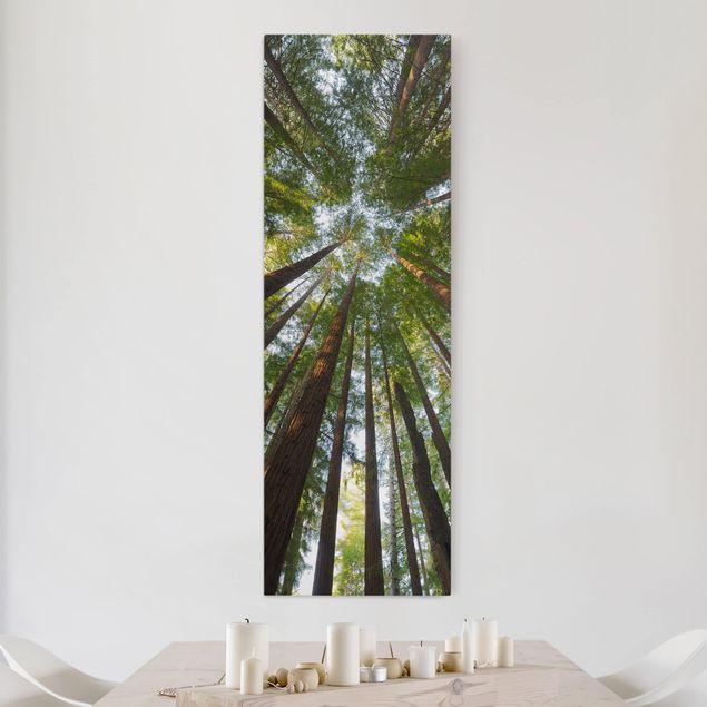 Wandbilder Bäume Mammutbaum Baumkronen