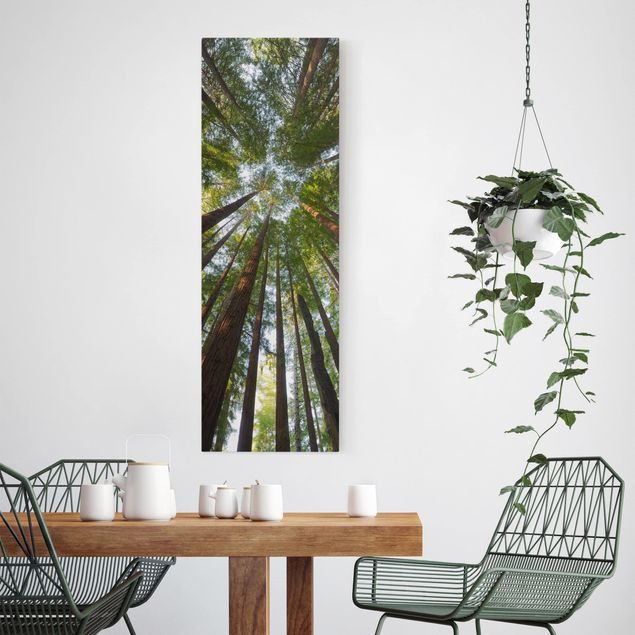 Wandbilder Landschaften Mammutbaum Baumkronen