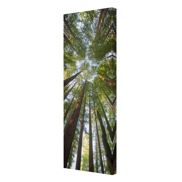 Leinwandbilder Wald Mammutbaum Baumkronen
