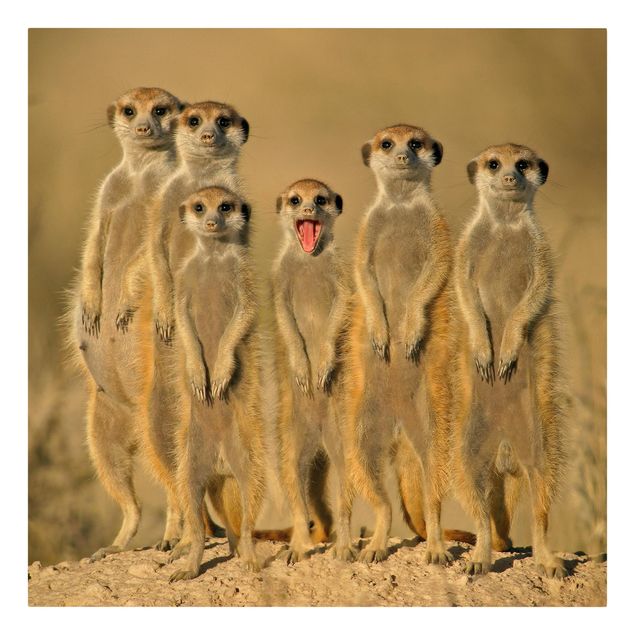 Bilder Meerkat Family