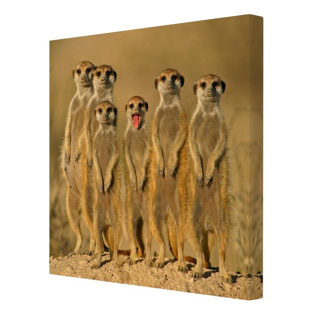 Leinwandbilder Meerkat Family