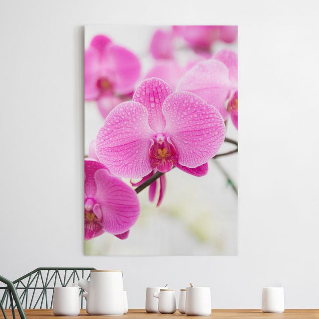 Wandbilder Orchideen Nahaufnahme Orchidee