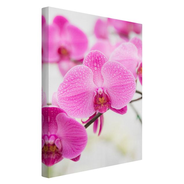 Leinwand Blumen Nahaufnahme Orchidee