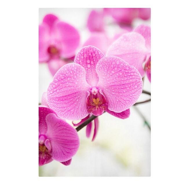 Wandbilder Floral Nahaufnahme Orchidee