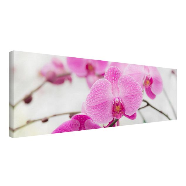 Leinwandbilder Blumen Nahaufnahme Orchidee