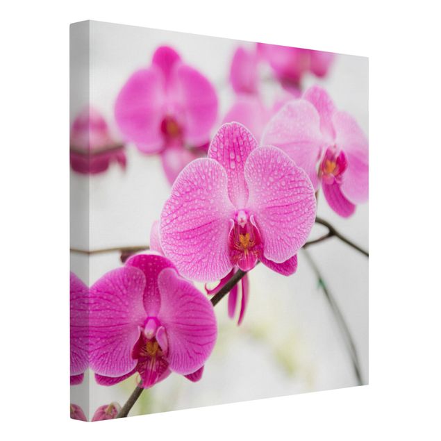 Blumenbilder auf Leinwand Nahaufnahme Orchidee