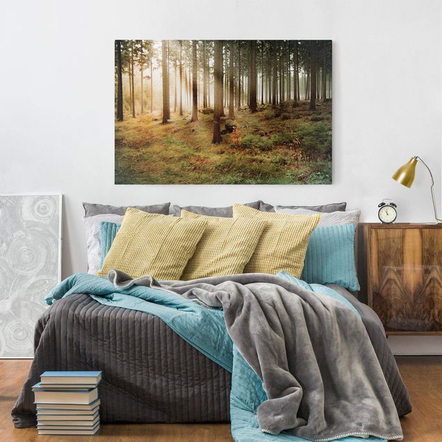 Wandbilder Landschaften Morning Forest