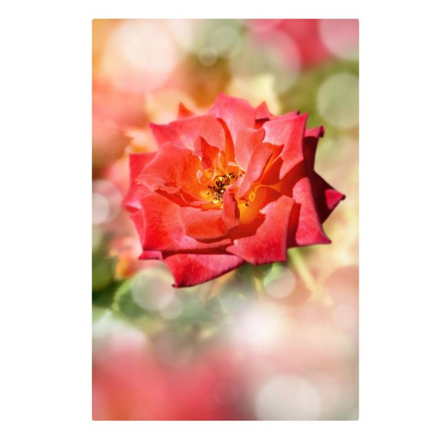 Leinwandbilder Blumen Shining Rose