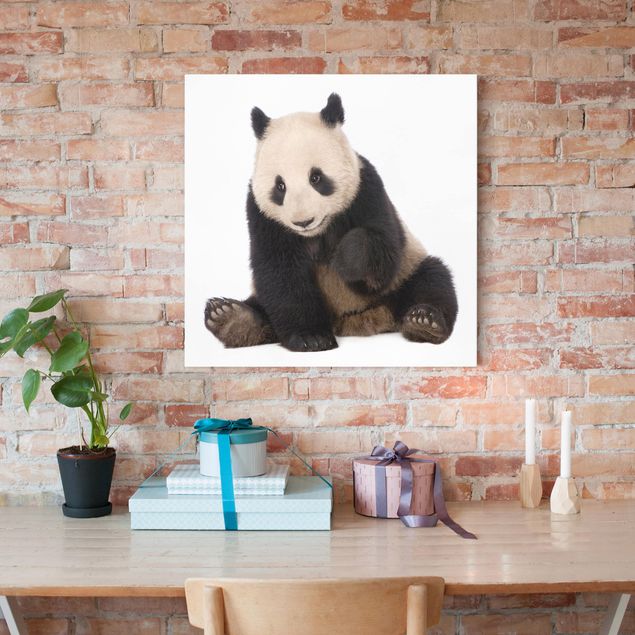 Wandbilder Pandas Panda Tatzen