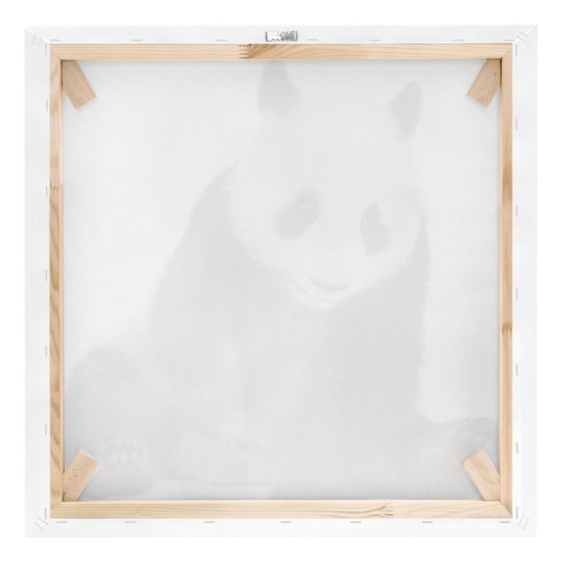 Leinwandbilder Panda Tatzen