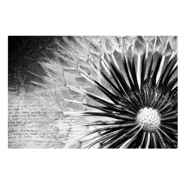 Blumenbilder auf Leinwand Pusteblume Schwarz & Weiß