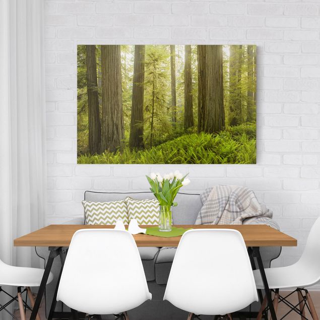Wandbilder Landschaften Redwood State Park Waldblick