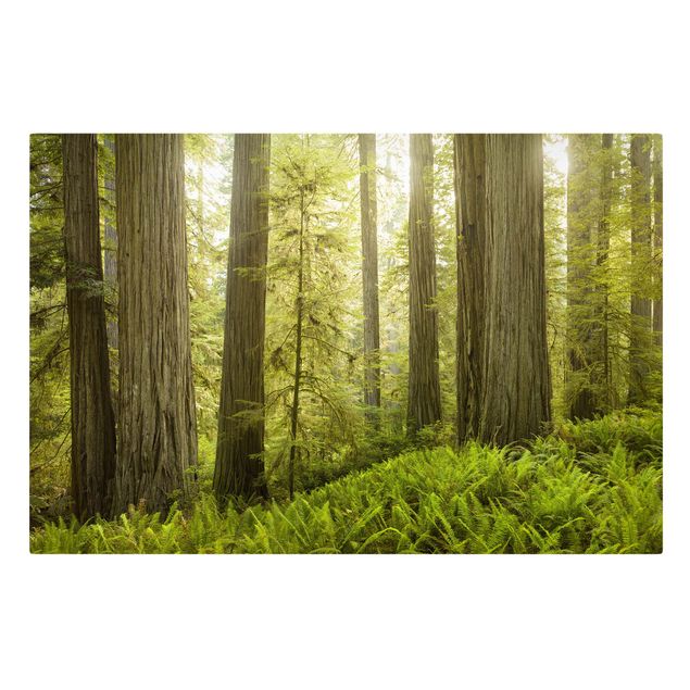 Leinwandbild Wald Redwood State Park Waldblick