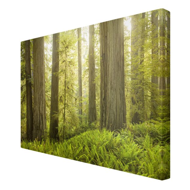 Wandbilder Natur Redwood State Park Waldblick