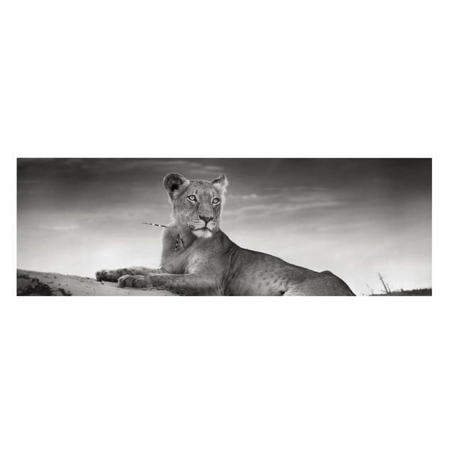 schwarz-weiß Bilder auf Leinwand Resting Lion
