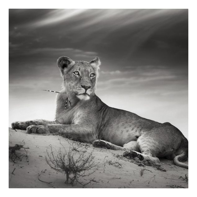 schwarz-weiß Bilder auf Leinwand Resting Lion