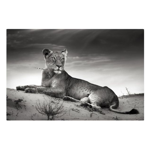 Leinwandbilder schwarz-weiß Resting Lion