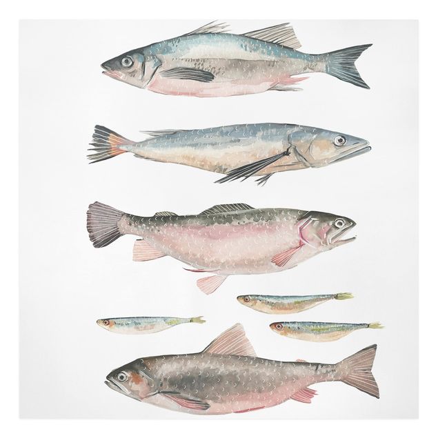Wandbilder Modern Sieben Fische in Aquarell I