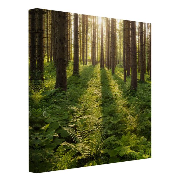 Wandbilder Landschaften Sonnenstrahlen in grünem Wald