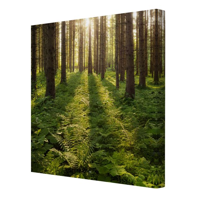 Leinwandbild Wald Sonnenstrahlen in grünem Wald