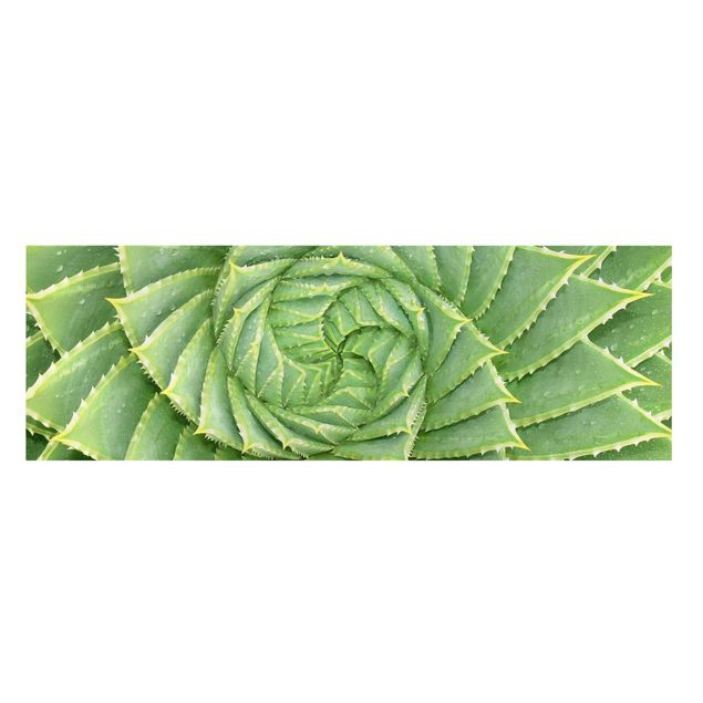 Wandbilder Grün Spiral Aloe
