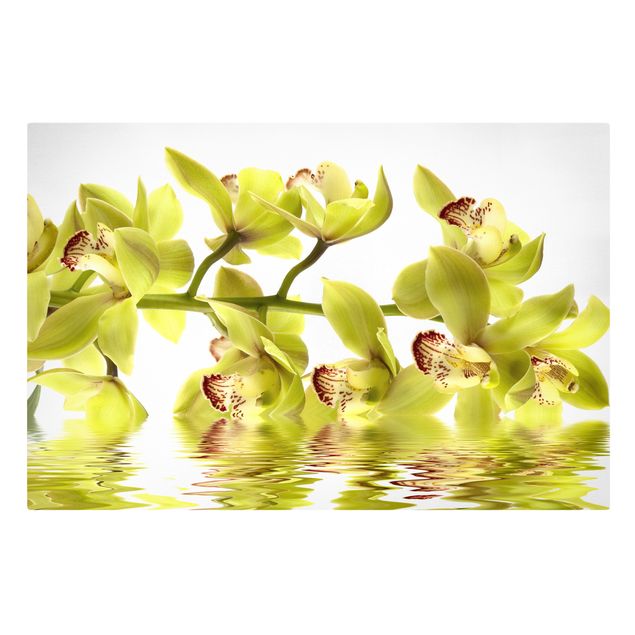 Wandbilder Floral Splendid Orchid Waters