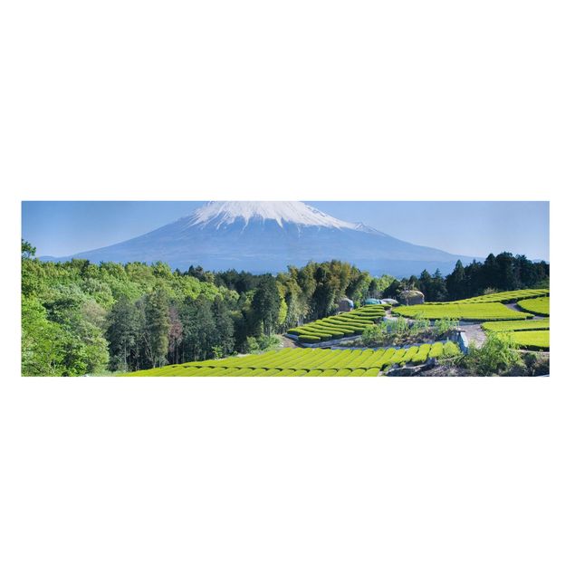 Wandbilder Landschaften Teefelder vor dem Fuji