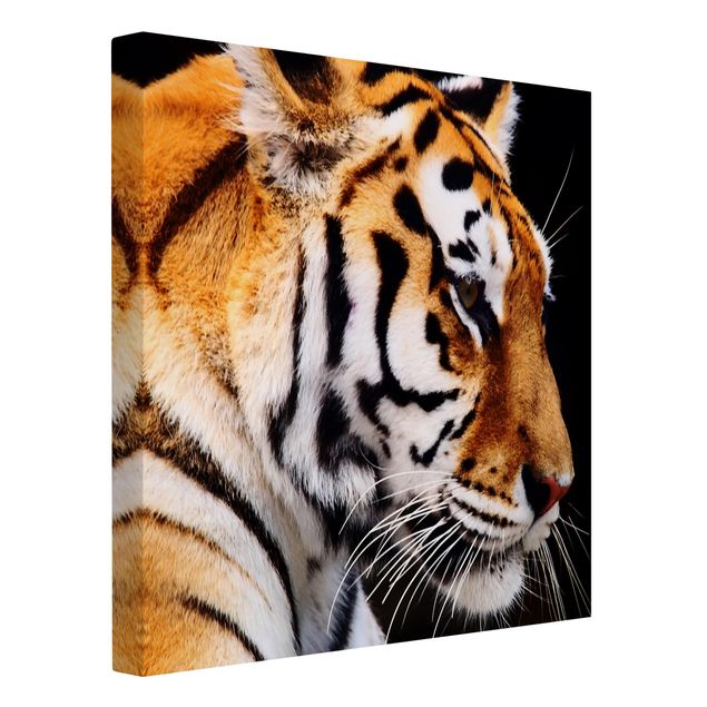 Wandbilder Tiger Tiger Schönheit