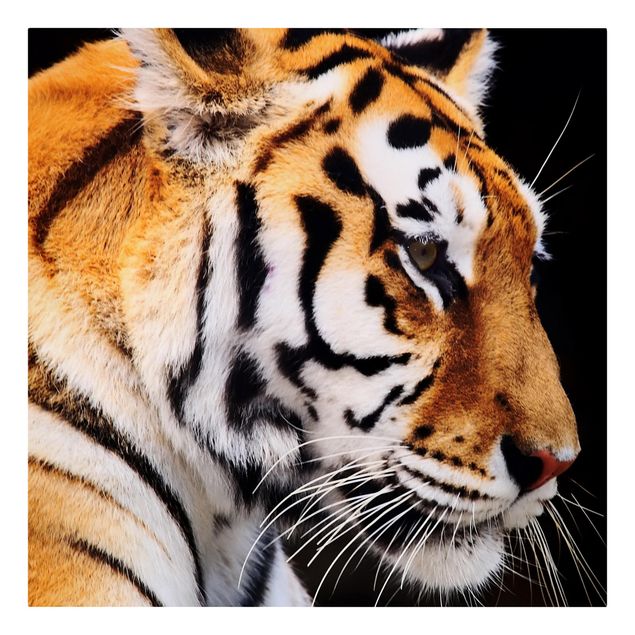 Tierbilder Leinwand Tiger Schönheit