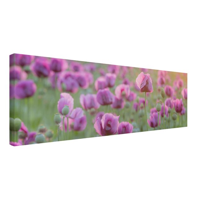 Leinwandbilder Blumen Violette Schlafmohn Blumenwiese im Frühling