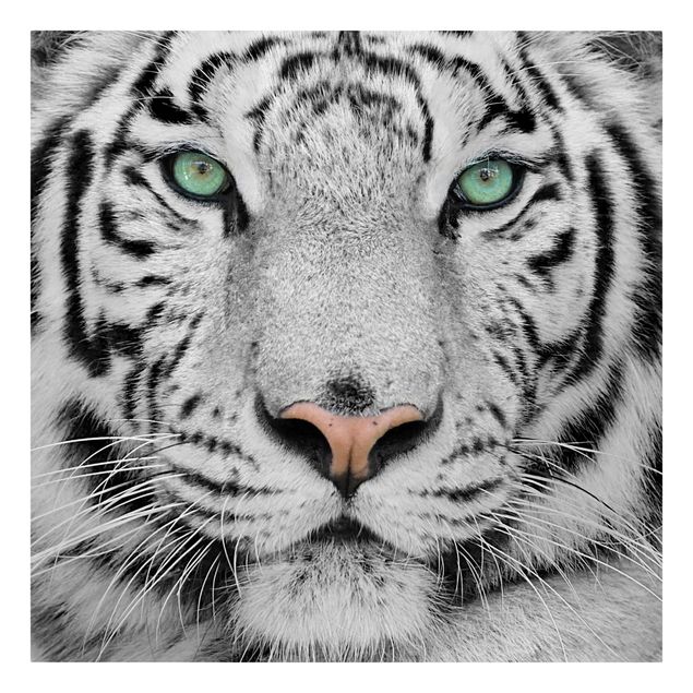 Leinwand schwarz-weiß Weißer Tiger