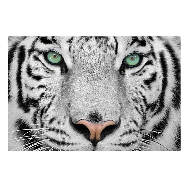 Leinwandbilder schwarz-weiß Weißer Tiger