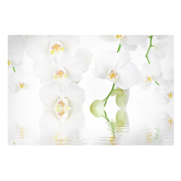 Wandbilder Floral Wellness Orchidee - Weiße Orchidee