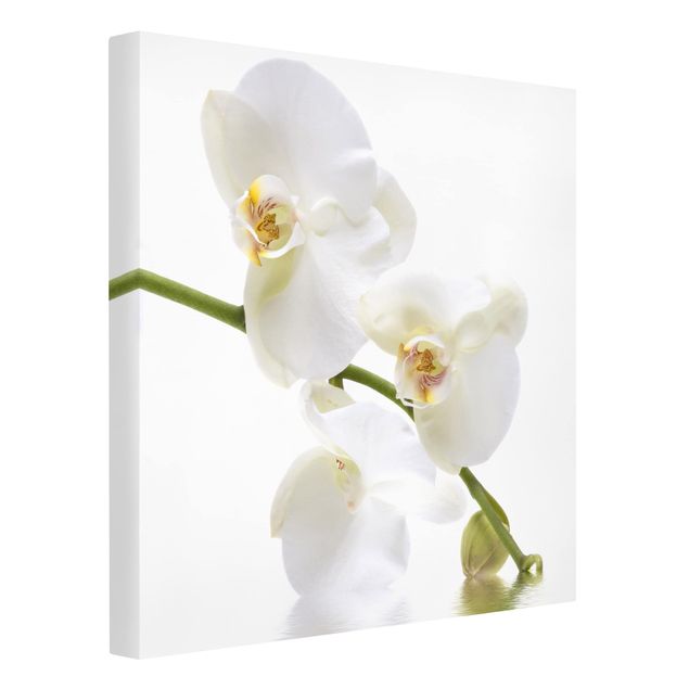 Blumenbilder auf Leinwand White Orchid Waters
