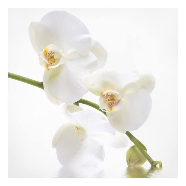 Wandbilder Floral White Orchid Waters