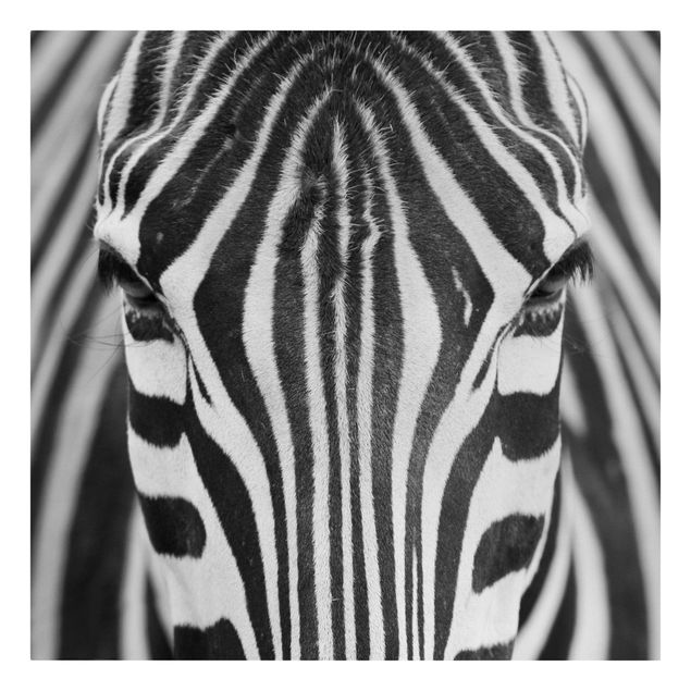 schwarz-weiß Bilder auf Leinwand Zebra Look