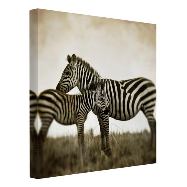 schwarz-weiß Bilder auf Leinwand Zebrapaar