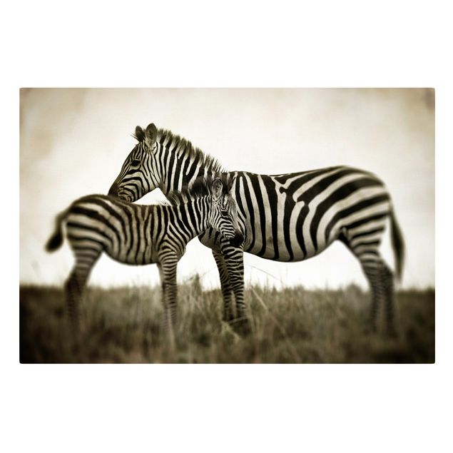 Leinwand Tiere Zebrapaar