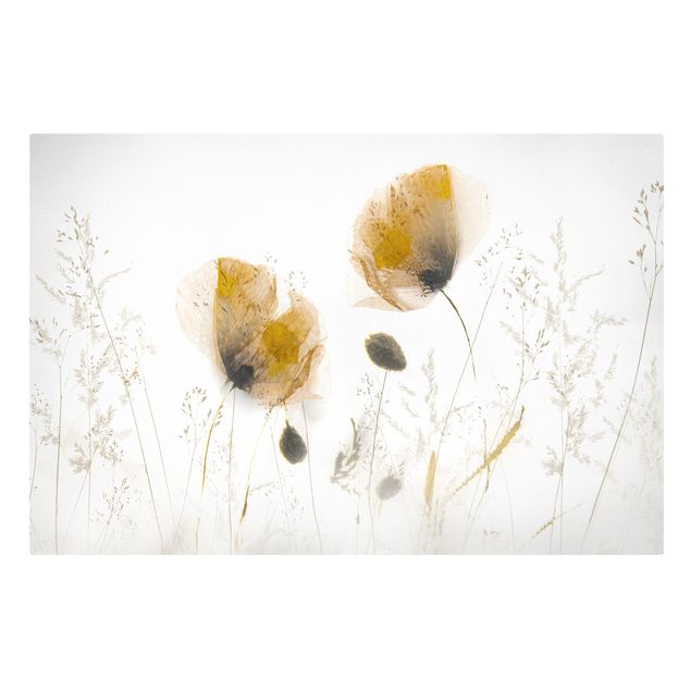 Blumenbilder auf Leinwand Mohnblumen und zarte Gräser im weichen Nebel