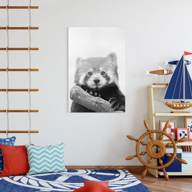 Leinwandbilder schwarz-weiß Roter Panda in Schwarz-weiß